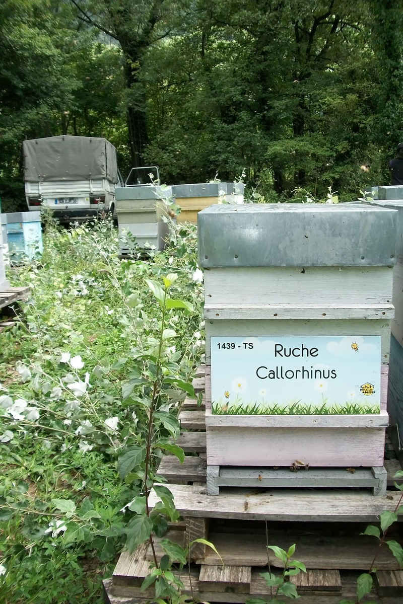 La ruche Callorhinus