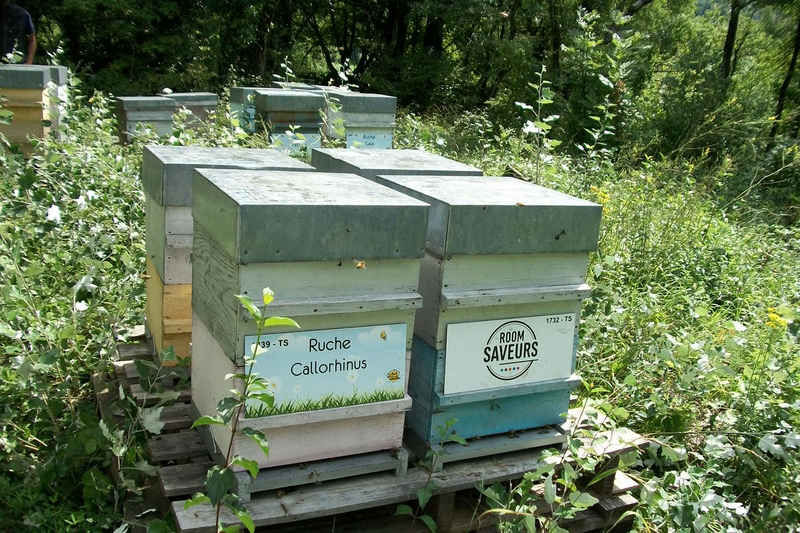 La ruche Callorhinus