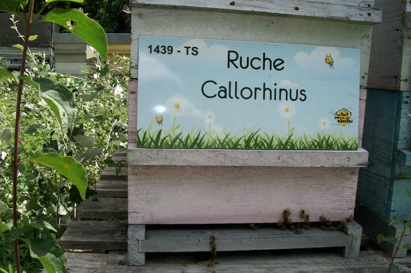La ruche Callorhinus