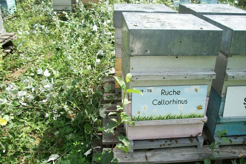 La ruche Callorhinus