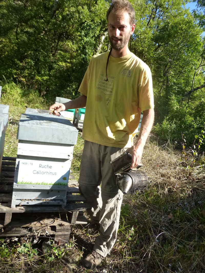 La ruche Callorhinus