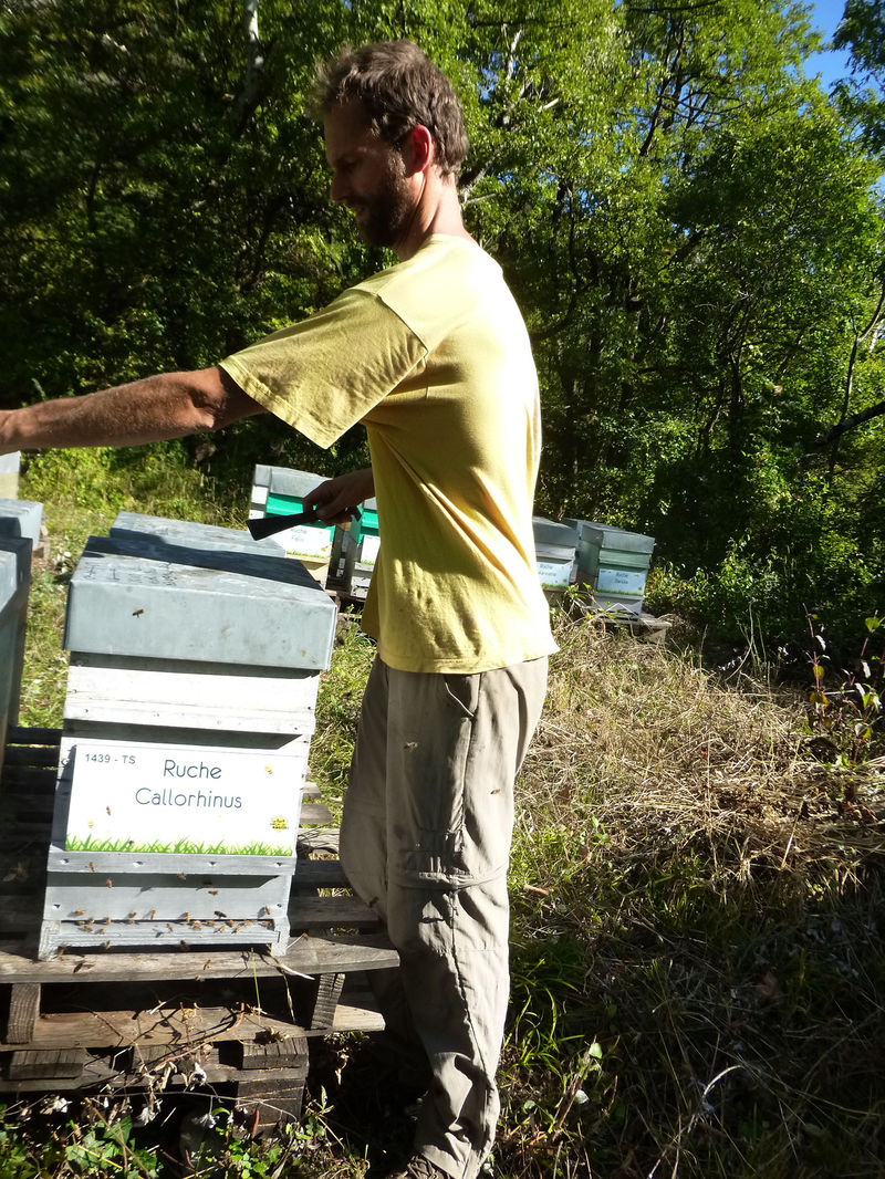 La ruche Callorhinus