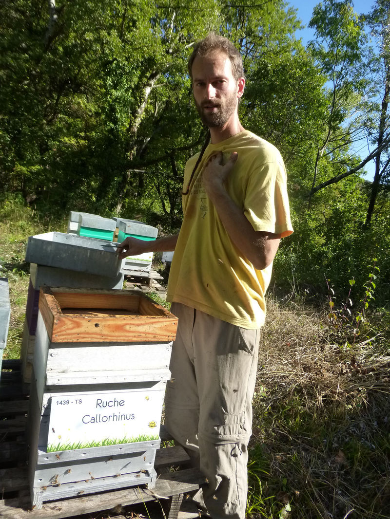 La ruche Callorhinus