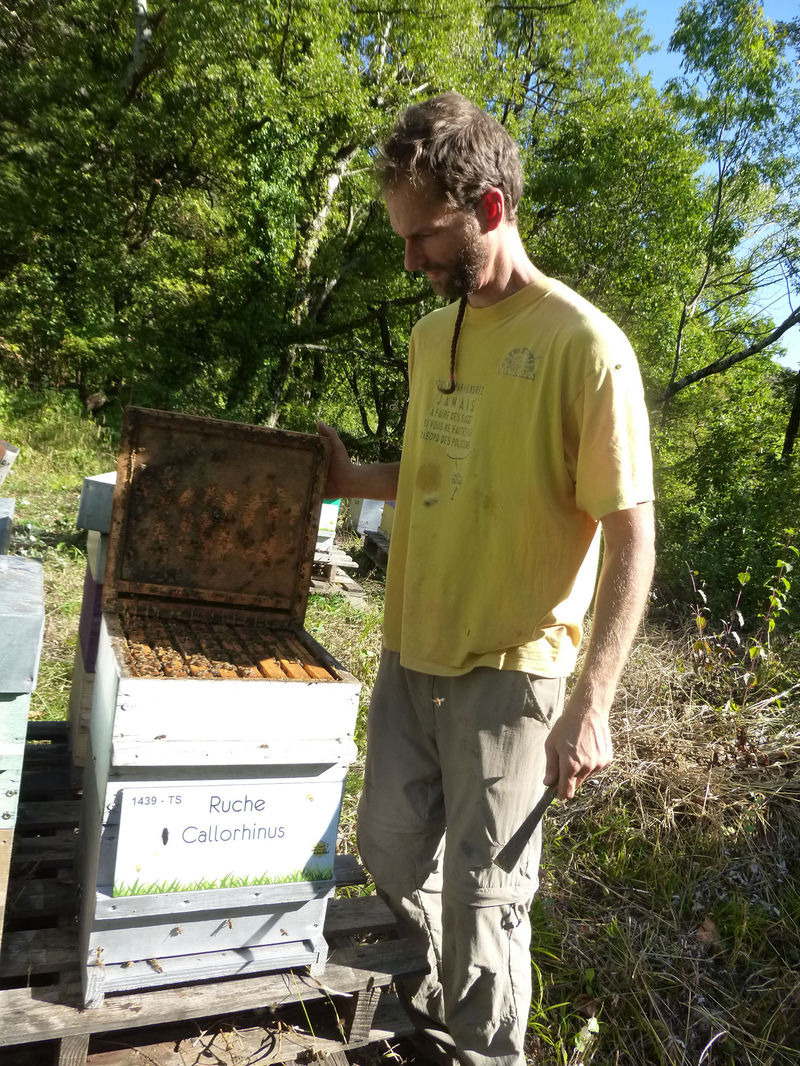 La ruche Callorhinus
