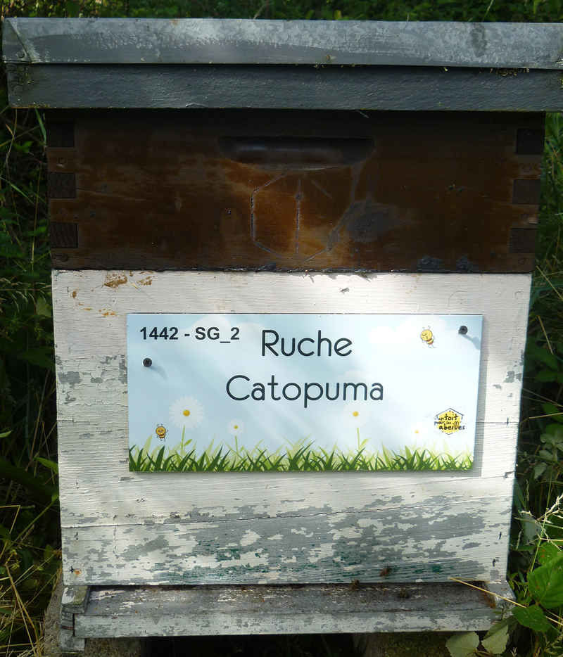 La ruche