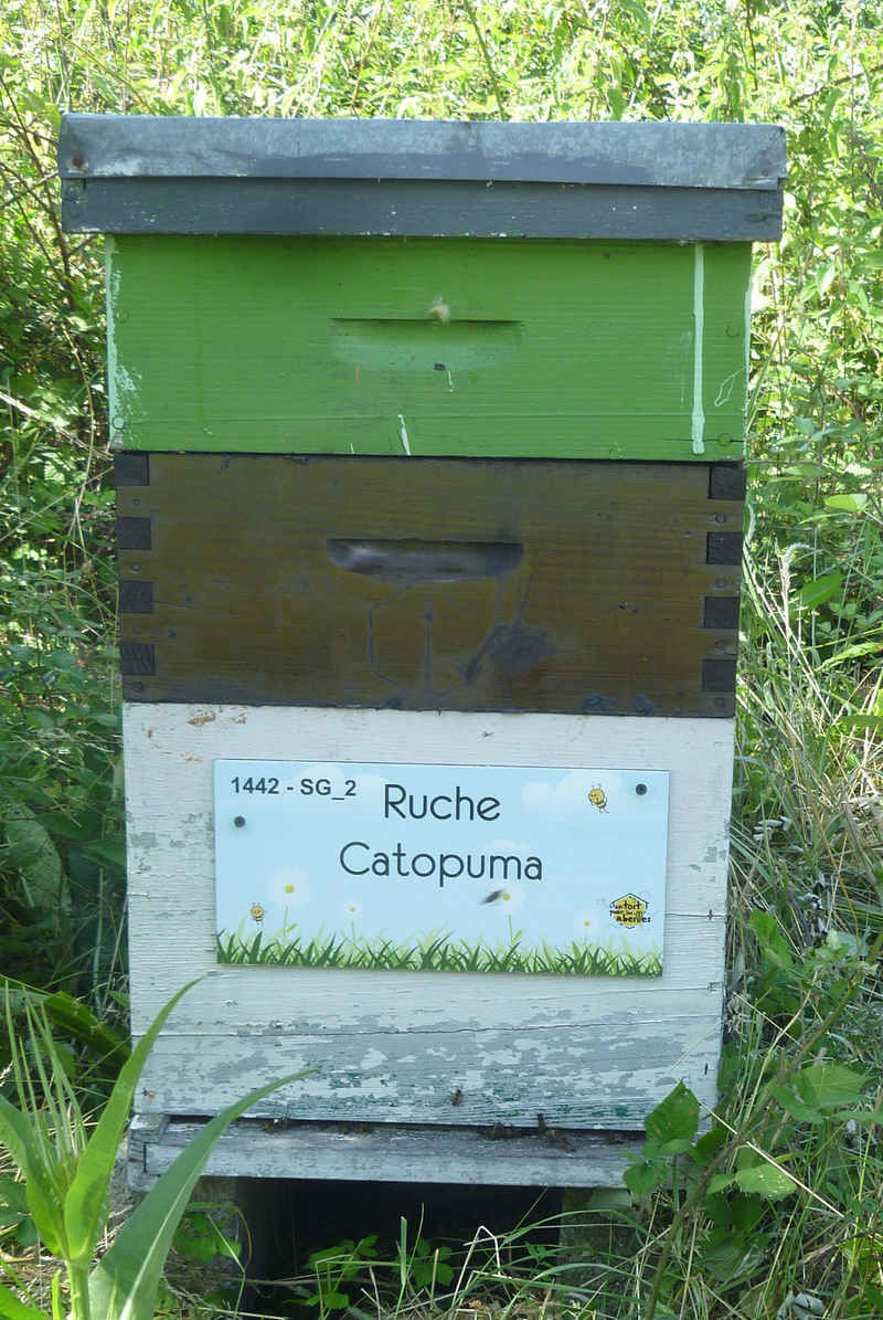 La ruche Catopuma