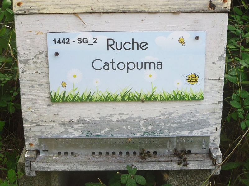 La ruche Catopuma