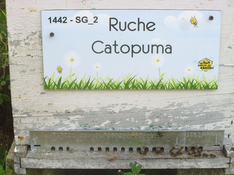 La ruche Catopuma