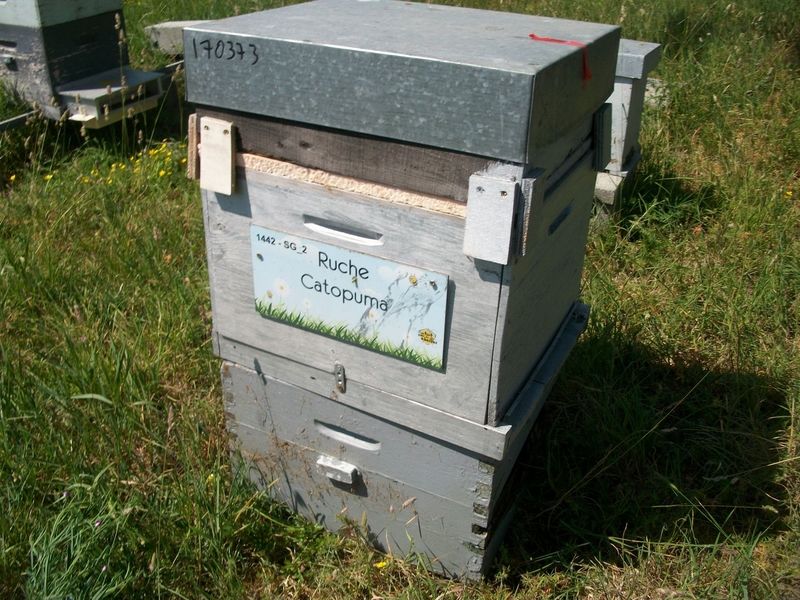 La ruche Catopuma