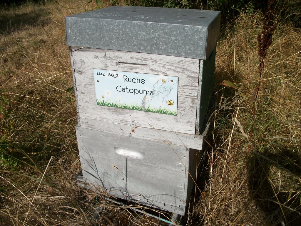 La ruche Catopuma