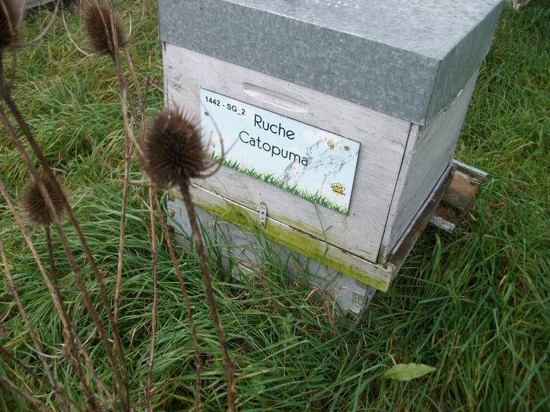 La ruche Catopuma