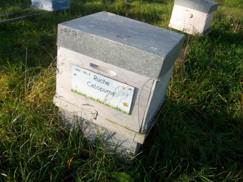 La ruche Catopuma