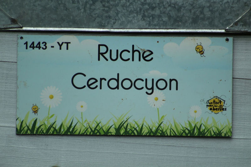 La ruche Cerdocyon