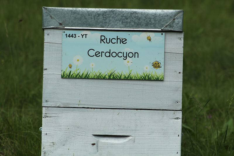 La ruche Cerdocyon