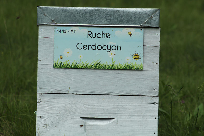 La ruche Cerdocyon