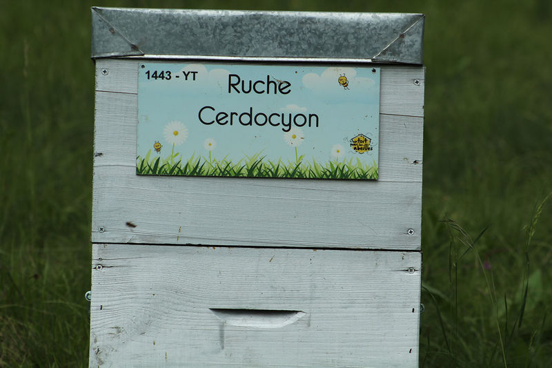 La ruche Cerdocyon