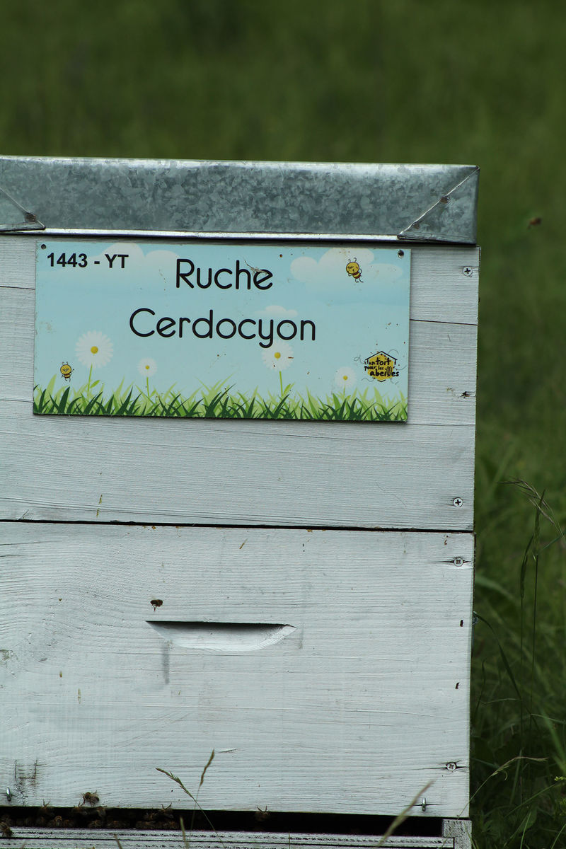 La ruche Cerdocyon