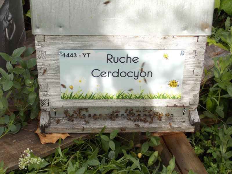 La ruche