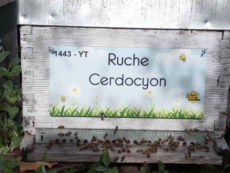 La ruche Cerdocyon