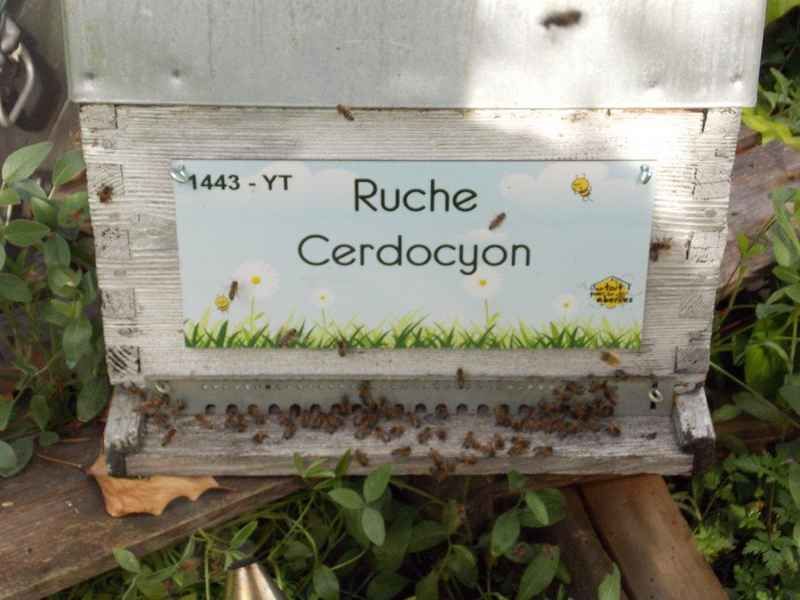 La ruche Cerdocyon