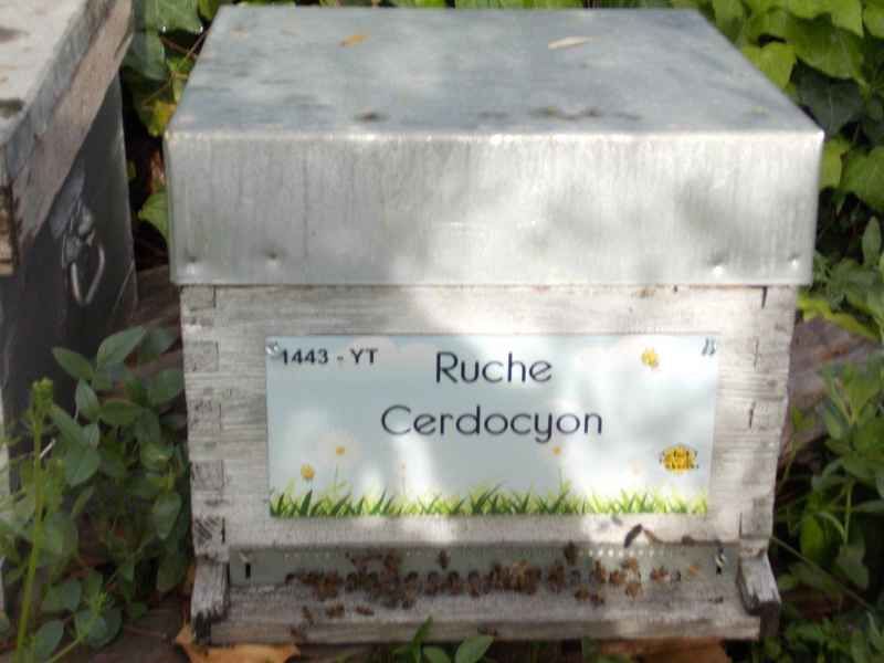 La ruche Cerdocyon