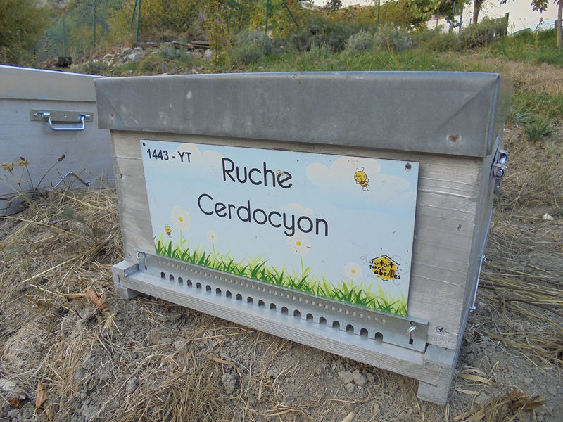 La ruche Cerdocyon