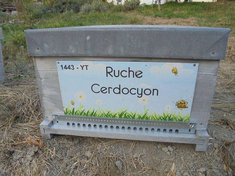 La ruche Cerdocyon
