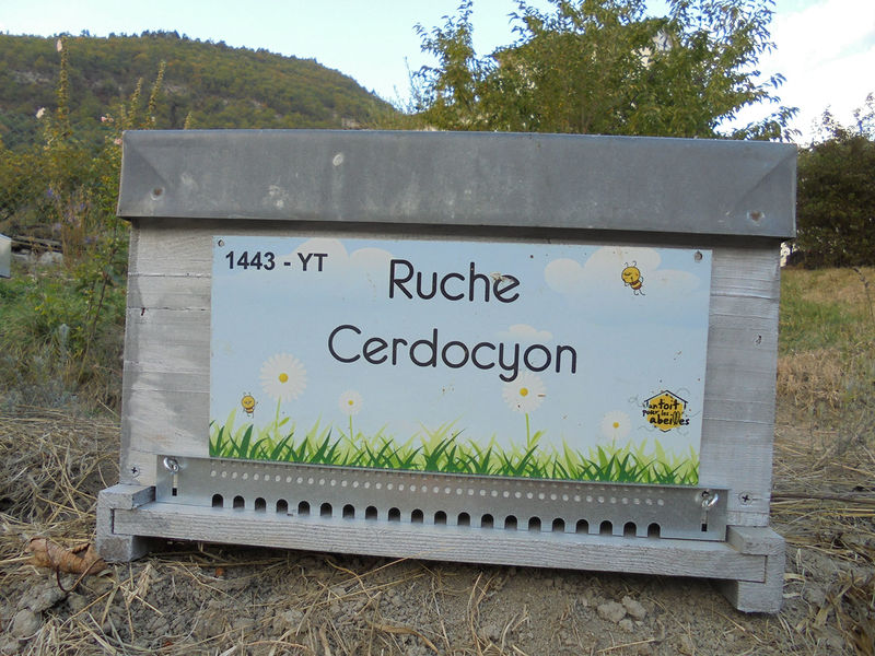 La ruche Cerdocyon