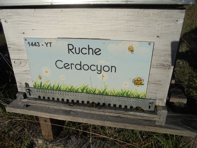 La ruche Cerdocyon