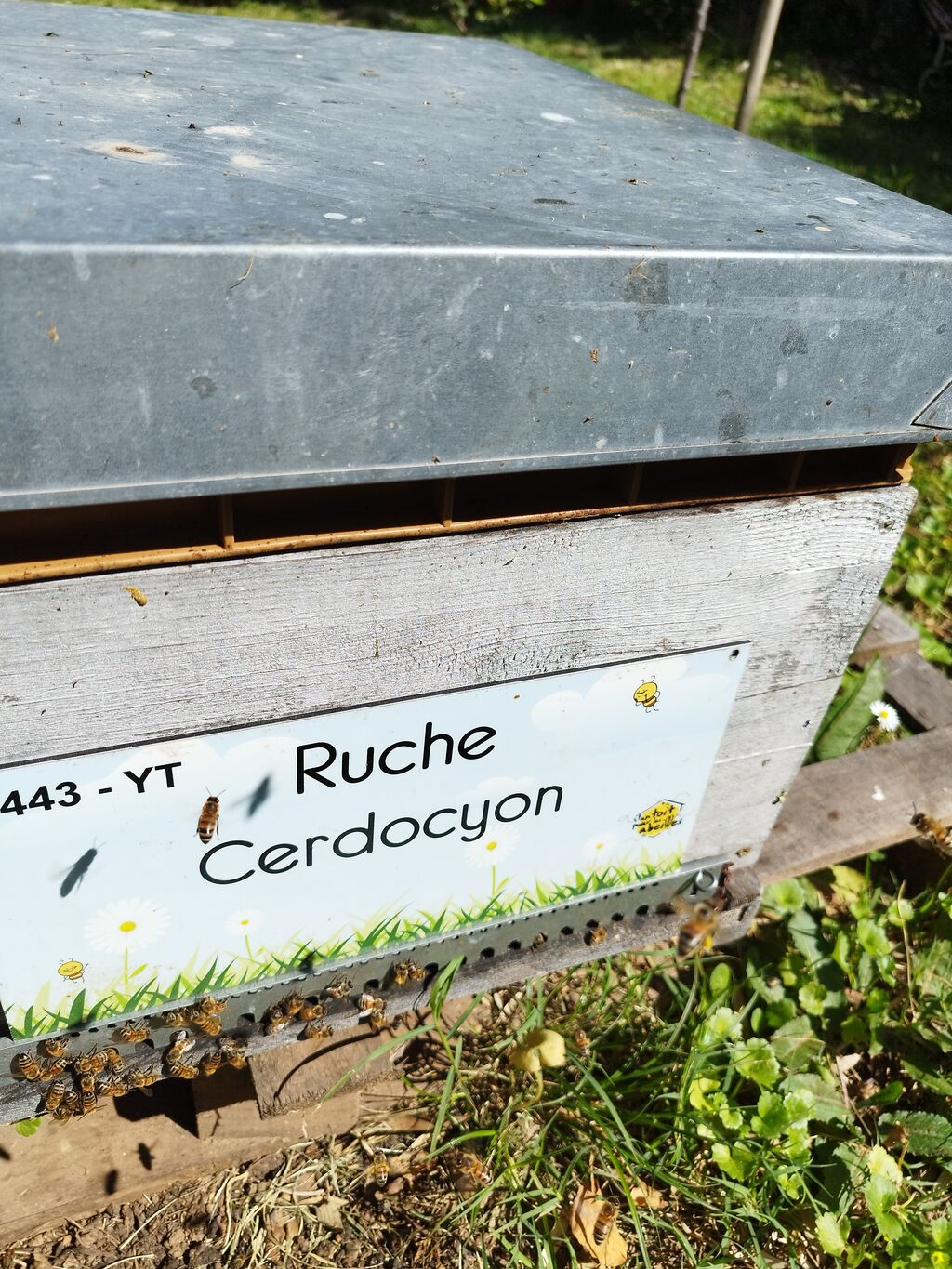 La ruche Cerdocyon