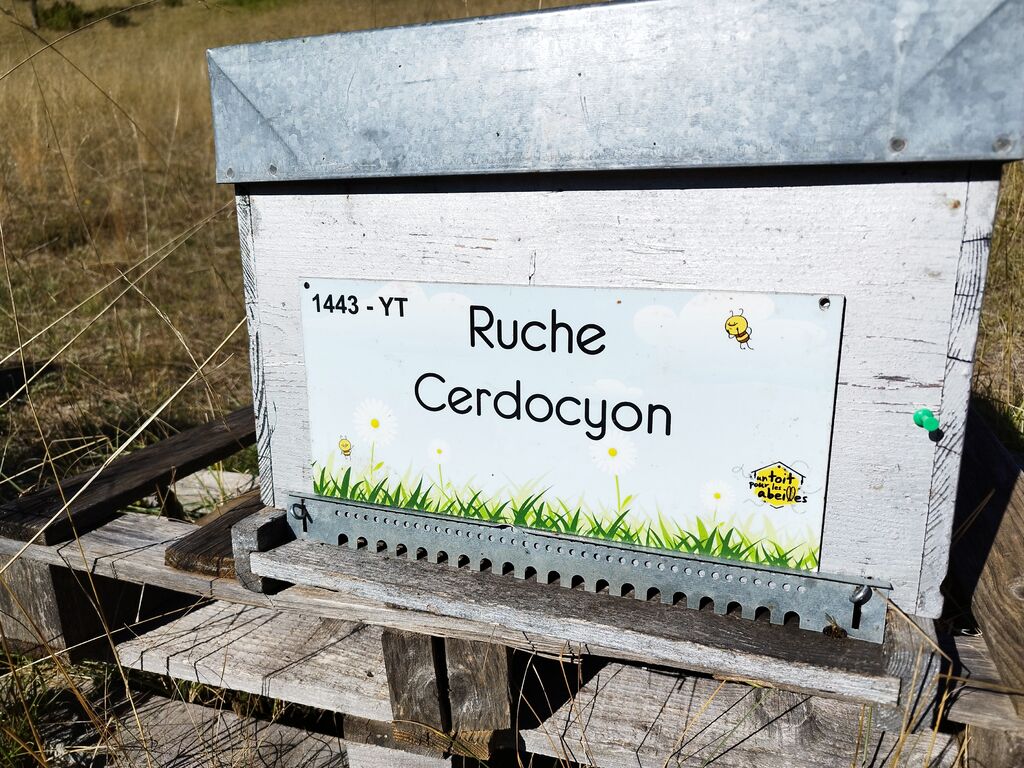 La ruche Cerdocyon