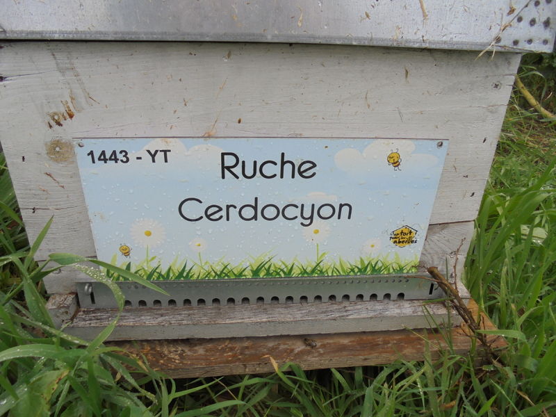 La ruche Cerdocyon