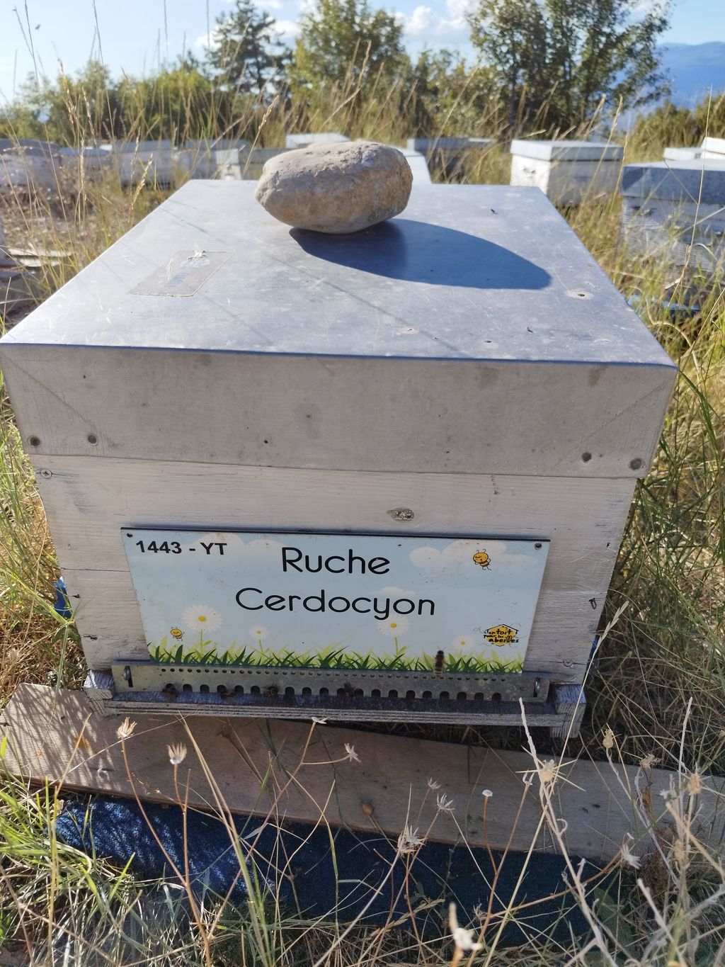 La ruche Cerdocyon