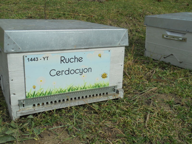 La ruche Cerdocyon