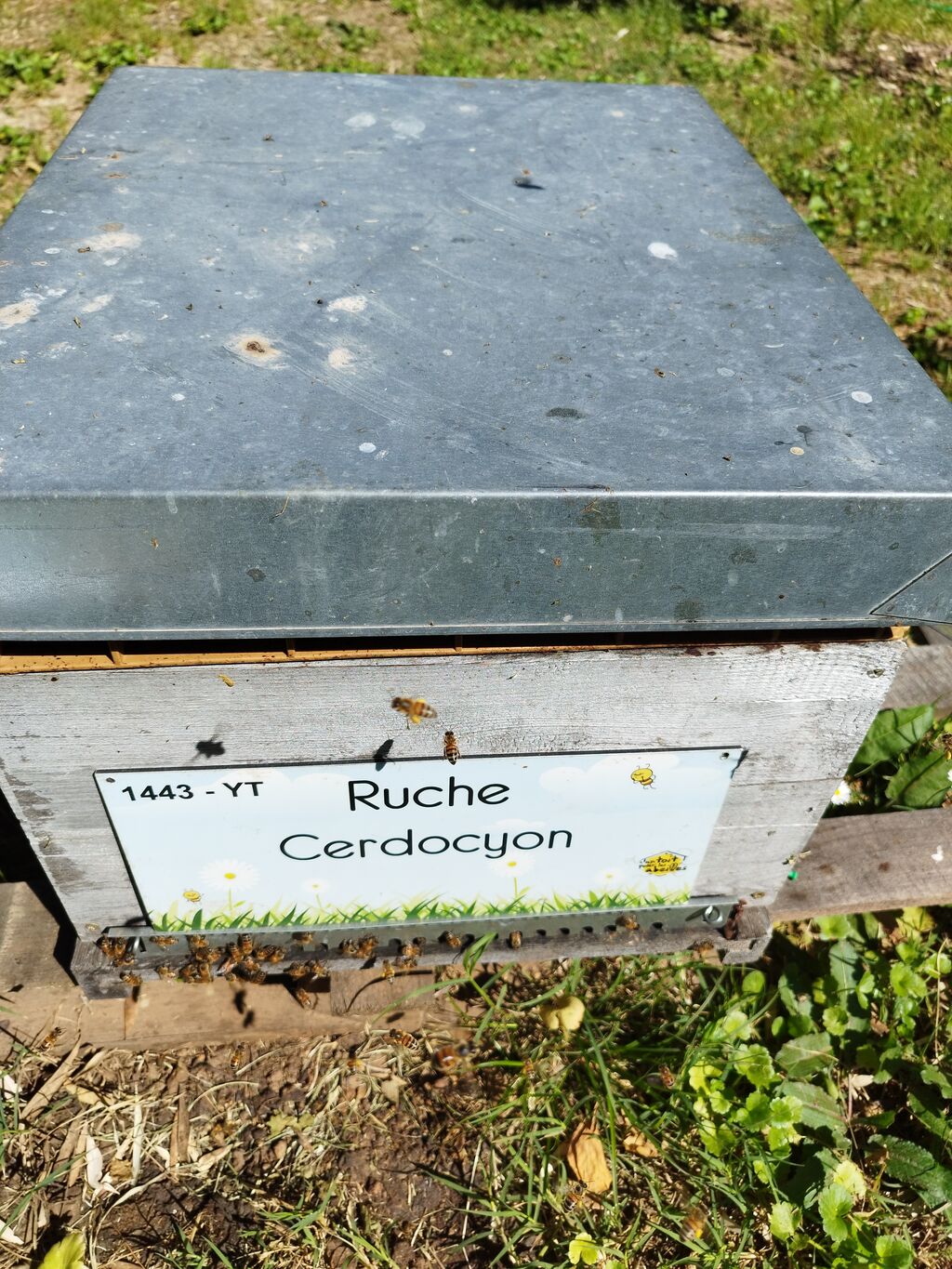 La ruche Cerdocyon