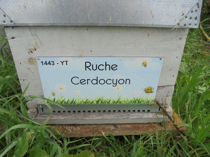 La ruche Cerdocyon