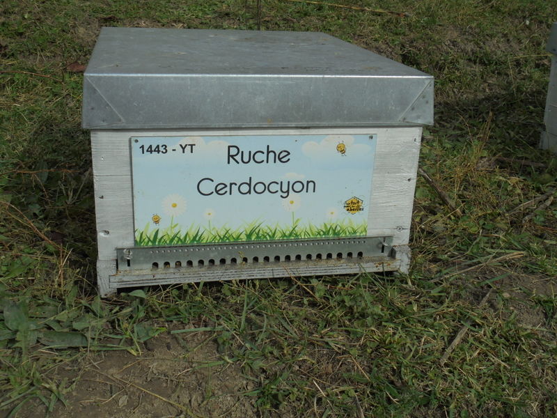 La ruche Cerdocyon