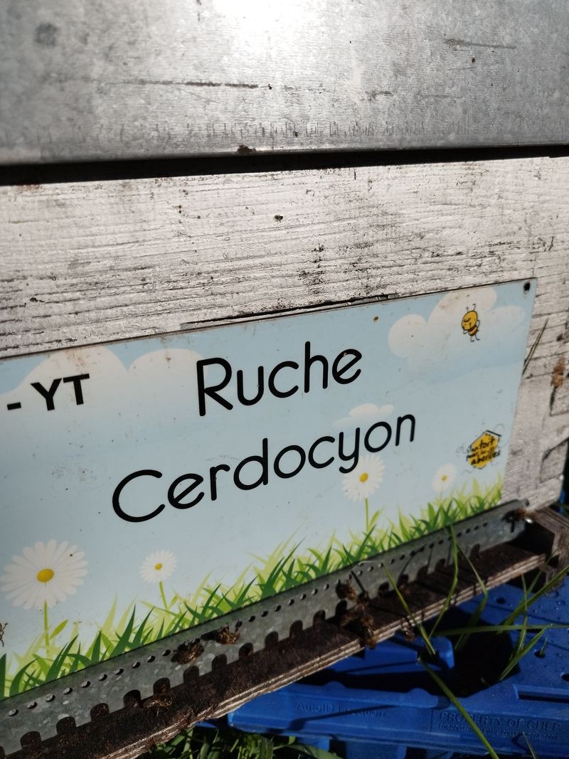 La ruche Cerdocyon