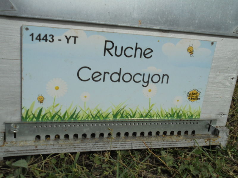 La ruche Cerdocyon