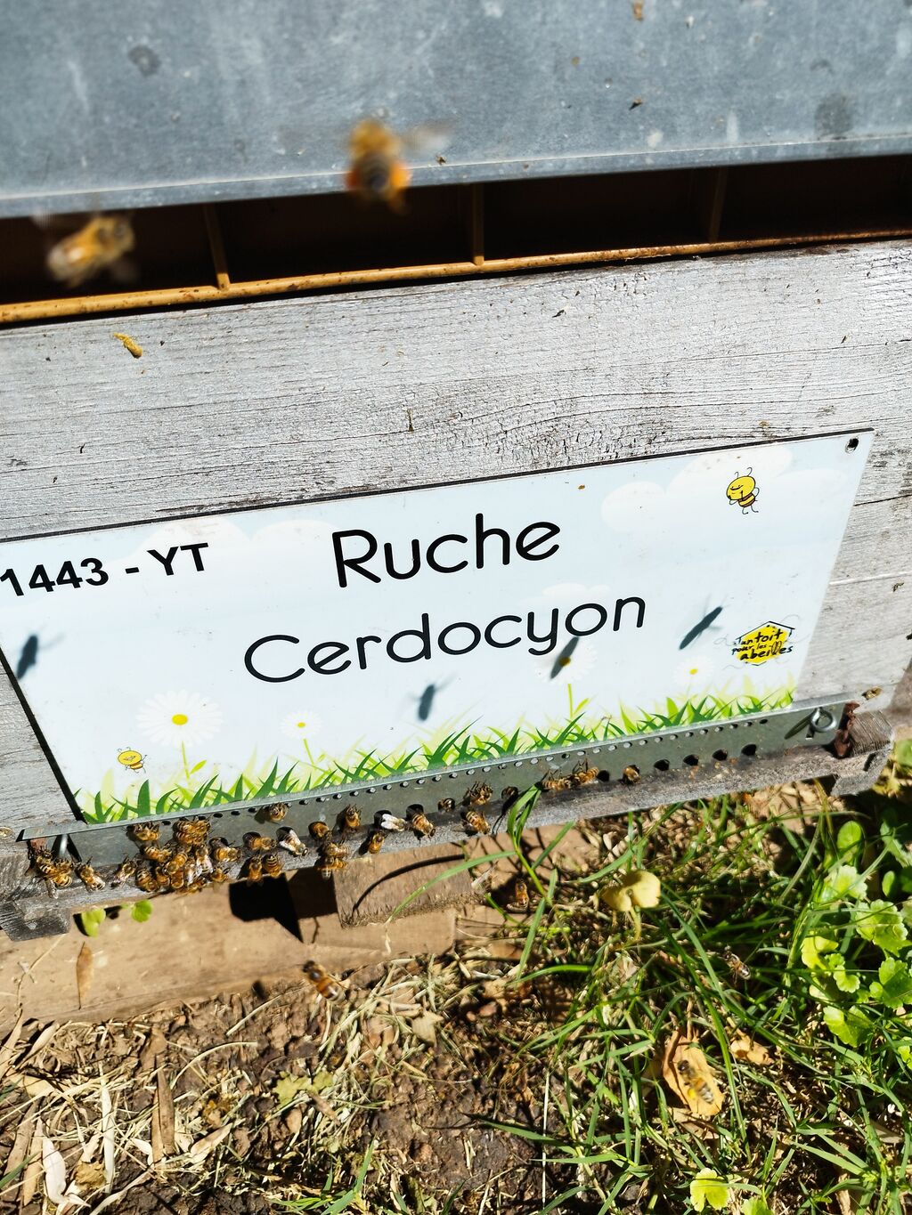 La ruche Cerdocyon
