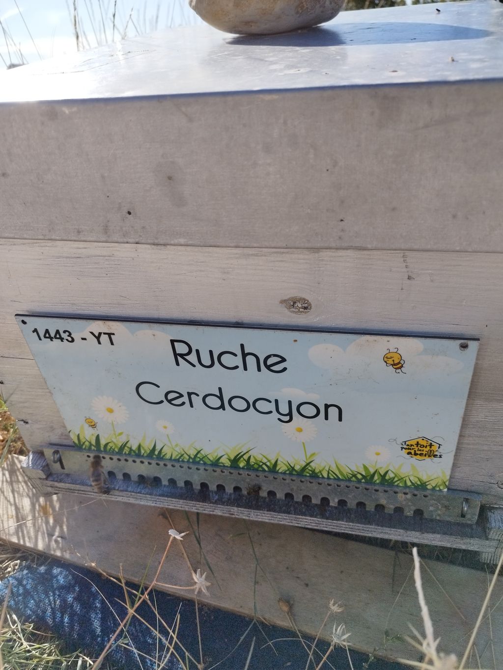 La ruche Cerdocyon
