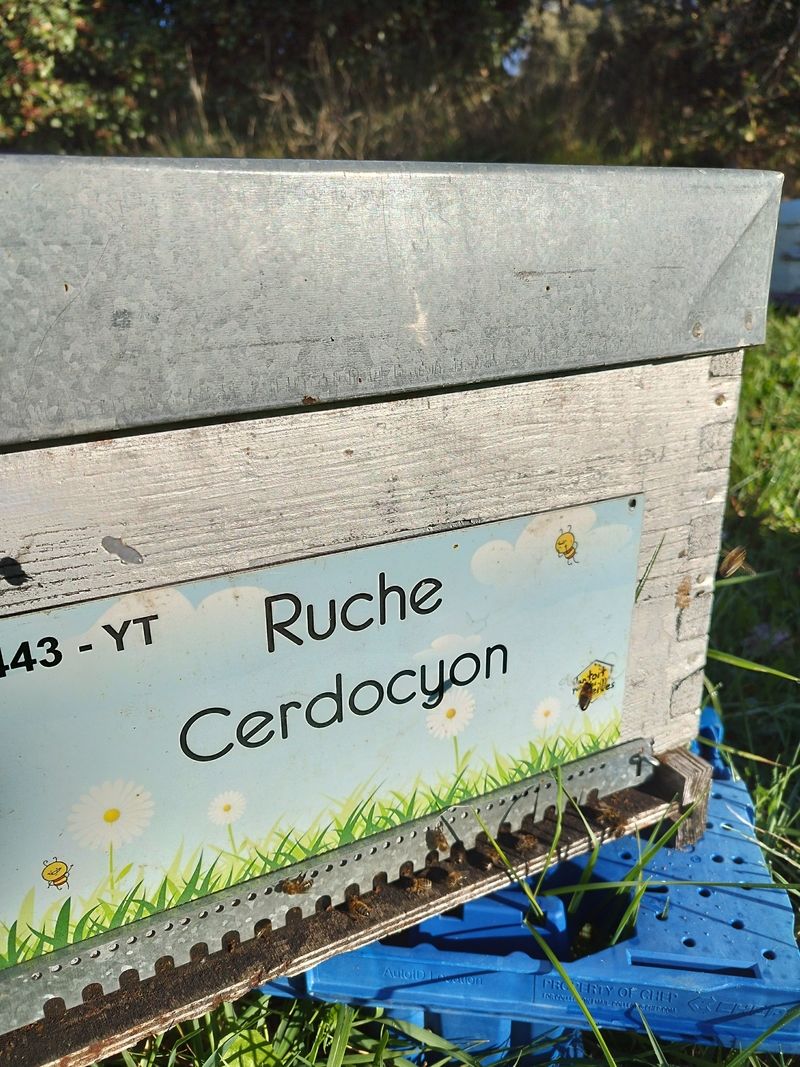 La ruche Cerdocyon