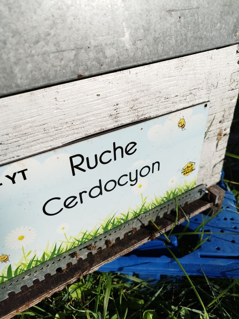 La ruche Cerdocyon