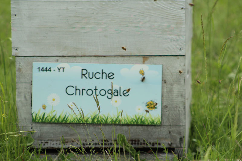 La ruche Chrotogale