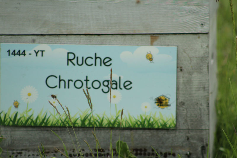 La ruche Chrotogale