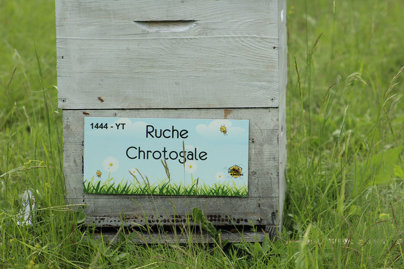La ruche Chrotogale