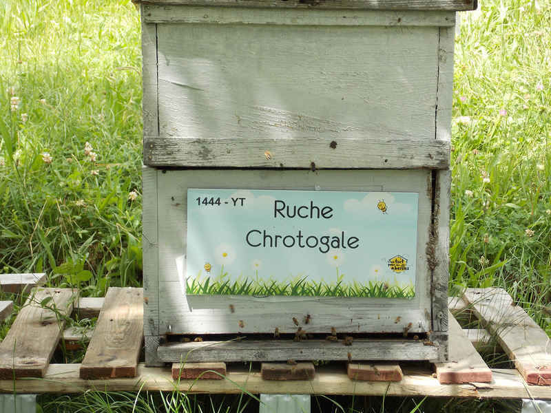 La ruche