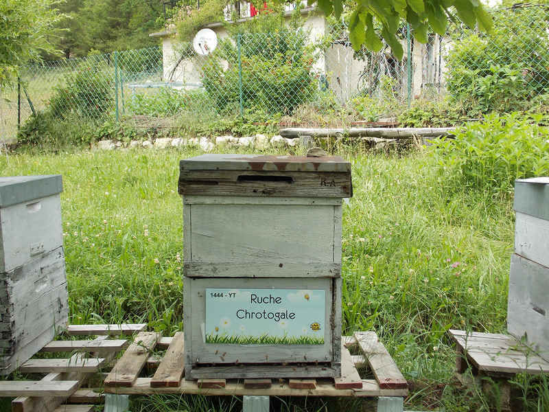 La ruche Chrotogale