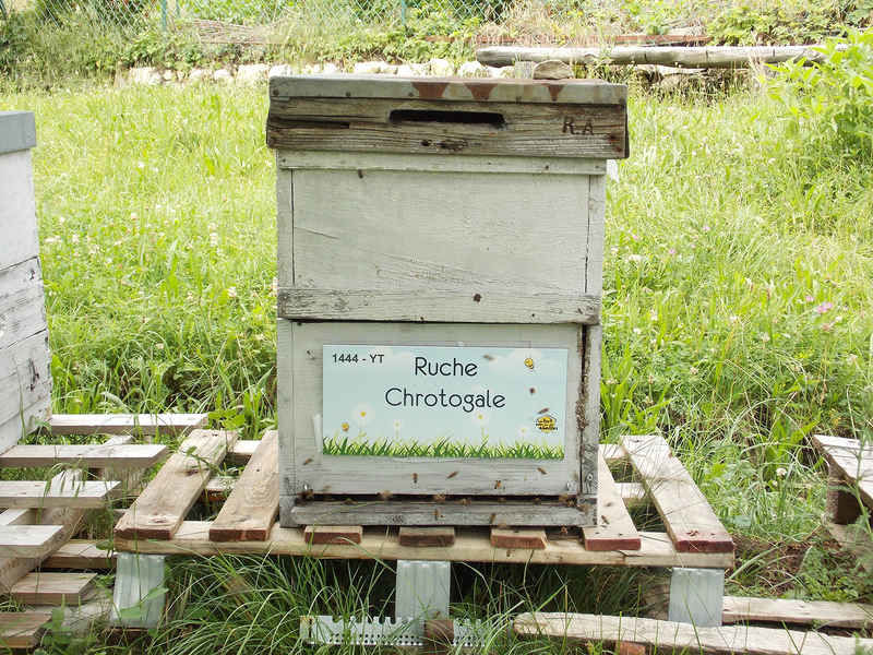 La ruche Chrotogale