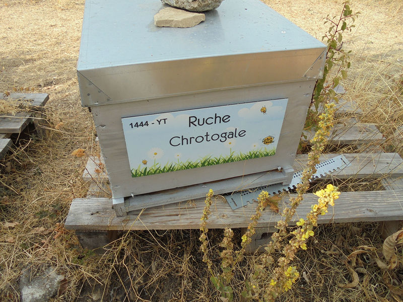 La ruche Chrotogale